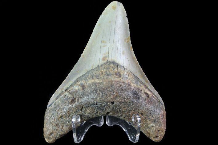 Fossil Megalodon Tooth - North Carolina #80839